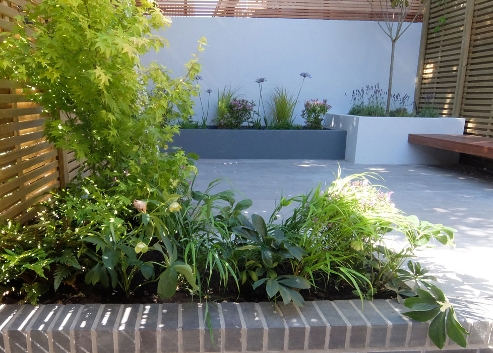 Acer palmatum, ferns, Hakonechloa & hellebores in foreground